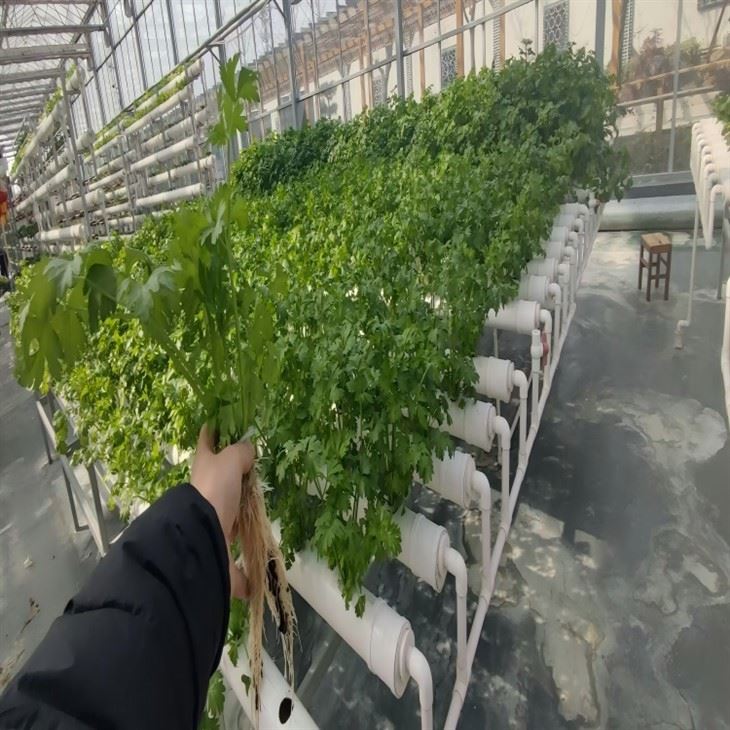 Planting Trough Soilless Culture suppliers