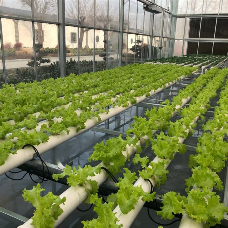 info-1-1 Planting Trough Soilless Culture factory